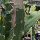 Frankie’s Red Dragon Fruit Cutting – 2 Mature Pitaya Cactus Stems 1 Ft Long Ready to Plant Frankie’s Red Dragon Fruit Cutting – 2 Mature Pitaya Cactus Stems 1 Ft Long Ready to Plant