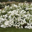 Rosa ‘Icy Drift’ Cuttings – 6 Fresh Unrooted Shrub Rose Stems White Groundcover Rose Rosa ‘Icy Drift’ Cuttings – 6 Fresh Unrooted Shrub Rose Stems White Groundcover Rose