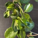 Hoya obovata Variegated Cutting – 1 Node Inner Variegation with Silver Splash Tropical Plant