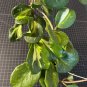 Hoya obovata Variegated Cutting &acirc;�� 1 Node Inner Variegation with Silver Splash Tropical Plant