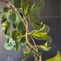 Hoya obovata Variegated Cutting &acirc;�� 1 Node Inner Variegation with Silver Splash Tropical Plant