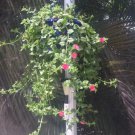 Aptenia Red Apple Cuttings – 6 Baby Sunrose Ice Plant Stems + 1 Free Cutting Aptenia Red Apple Cuttings – 6 Baby Sunrose Ice Plant Stems + 1 Free Cutting
