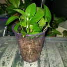 Jade Pothos Plant 6–8 Inch – Rooted in Moss, Easy to Transfer, Indoor Vining Houseplant Jade Pothos Plant 6–8 Inch – Rooted in Moss, Easy to Transfer, Indoor Vining Houseplant
