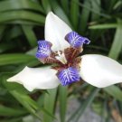 Walking Iris Cutting – Easy to Grow Neomarica Plant with Unique Blooms Ready for Planting