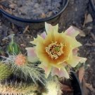 Opuntia Polyacantha Cactus – Hardy Plains Prickly Pear Live Plant for Rock Garden or Pot Opuntia Polyacantha Cactus – Hardy Plains Prickly Pear Live Plant for Rock Garden or Pot