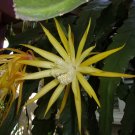 Epiphyllum “Frühlingsgold” Cuttings – 2 Orchid Cactus Starter Plants with Fragrant Blooms Epiphyllum “Frühlingsgold” Cuttings – 2 Orchid Cactus Starter Plants with Fragrant Blooms