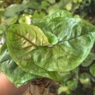 Rooted Syngonium ‘Berry Allusion’ – Live Arrowhead Plant Ready to Grow Indoor Houseplant Rooted Syngonium ‘Berry Allusion’ – Live Arrowhead Plant Ready to Grow Indoor Houseplant