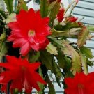 Epiphyllum Orchid Cactus Cuttings – 3 Unrooted Red Bloom Starter Plants from USA Seller Epiphyllum Orchid Cactus Cuttings – 3 Unrooted Red Bloom Starter Plants from USA Seller