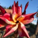 Rare Plumeria ‘Corona Surprise’ Cutting – 8–10in Unrooted Frangipani Hybrid, EU Import Rare Plumeria ‘Corona Surprise’ Cutting – 8–10in Unrooted Frangipani Hybrid, EU Import