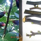 LSU Purple Fig Tree Cuttings – 6 Fresh Ficus Carica Pieces, Productive and Hardy Variety LSU Purple Fig Tree Cuttings – 6 Fresh Ficus Carica Pieces, Productive and Hardy Variety