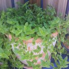 Callisia Cordifolia – Green Trailing Inch Plant with Small Blooms, Easy Wandering Jew Variety Callisia Cordifolia – Green Trailing Inch Plant with Small Blooms, Easy Wandering Jew Variety