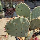 Opuntia Santa Rita Purple Prickly Pear – Large Cactus Cuttings for Planting, Vibrant Pads