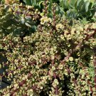 Variegated Elephant Bush Cuttings – 6 Mini Jade Portulacaria Afra Variegata, 5in Each Variegated Elephant Bush Cuttings – 6 Mini Jade Portulacaria Afra Variegata, 5in Each