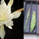 Epiphyllum “President F.D.R.” – Orchid Cactus Cuttings, Red-Pink Blooms, Don’s October Stock