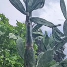 Spineless Prickly Pear Cactus – Rooted Edible Opuntia Pad Leaf Cuttings for Planting