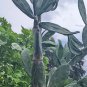 Spineless Prickly Pear Cactus – Rooted Edible Opuntia Pad Leaf Cuttings for Planting