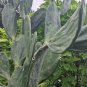 Spineless Prickly Pear Cactus – Rooted Edible Opuntia Pad Leaf Cuttings for Planting