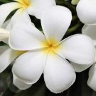 Plumeria White Cuttings – 3 Live 6in Fragrant Flowering Shrub, Easy Tropical Wedding Plant Plumeria White Cuttings – 3 Live 6in Fragrant Flowering Shrub, Easy Tropical Wedding Plant