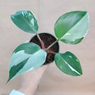 Philodendron ‘White Knight’ – Rare Variegated Aroid Collector Plant in 3in Pot Philodendron ‘White Knight’ – Rare Variegated Aroid Collector Plant in 3in Pot