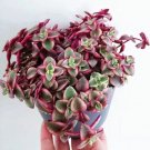 Crassula ‘Calico Kitten’ – 3 Variegated Succulent Cuttings, Pink & Cream Trailing Plant Crassula ‘Calico Kitten’ – 3 Variegated Succulent Cuttings, Pink & Cream Trailing Plant