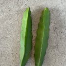 Red Dragon Fruit Cuttings – 2pcs 7in Self-Pollinating Hylocereus Hybrid, Ready to Plant