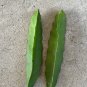 Red Dragon Fruit Cuttings â 2pcs 7in Self-Pollinating Hylocereus Hybrid, Ready to Plant