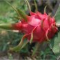 Red Dragon Fruit Cuttings â 2pcs 7in Self-Pollinating Hylocereus Hybrid, Ready to Plant