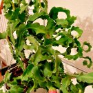Epiphyllum ‘Curly Locks’ – Guatemalense Monstrose Orchid Cactus Cutting, Twisted Stems Epiphyllum ‘Curly Locks’ – Guatemalense Monstrose Orchid Cactus Cutting, Twisted Stems