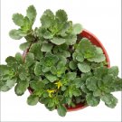 Sedum takesimense – Live 2in Golden Sedum Succulent, Easy Home or Office Décor Plant Sedum takesimense – Live 2in Golden Sedum Succulent, Easy Home or Office Décor Plant