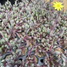 Ruby Necklace Succulent – 1 Live Plug Othonna capensis, Trailing Red Stem Plant Ruby Necklace Succulent – 1 Live Plug Othonna capensis, Trailing Red Stem Plant