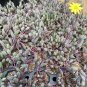 Ruby Necklace Succulent – 1 Live Plug Othonna capensis, Trailing Red Stem Plant