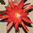 Epiphyllum “Masada” – Red Purple Orchid Cactus Cutting, Exotic Blooming Hybrid Plant Epiphyllum “Masada” – Red Purple Orchid Cactus Cutting, Exotic Blooming Hybrid Plant