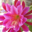 Epiphyllum “Coral Splash” – Orchid Cactus Cutting, Pink Coral Blooming Hybrid Plant Epiphyllum “Coral Splash” – Orchid Cactus Cutting, Pink Coral Blooming Hybrid Plant