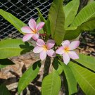 Plumeria Cutting – Live Frangipani Stem for Planting, Tropical Flowering Tree Starter Plumeria Cutting – Live Frangipani Stem for Planting, Tropical Flowering Tree Starter
