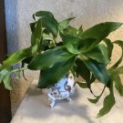 Basket Plant (Callisia fragrans) – 6 Live Cuttings (4–8in) Trailing Indoor Houseplant