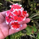 Rare Red & White Pelargonium Zonal Geranium – Live 6" Starter Cutting Flowering Plant Rare Red & White Pelargonium Zonal Geranium – Live 6" Starter Cutting Flowering Plant