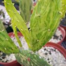 Opuntia ‘Stardust’ Pad Cutting – Real Live Cactus Succulent Plant for Planting Opuntia ‘Stardust’ Pad Cutting – Real Live Cactus Succulent Plant for Planting