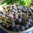 8 Concord Grape Vine Cuttings – Unrooted Organic Vitis labrusca Plants for Growing 8 Concord Grape Vine Cuttings – Unrooted Organic Vitis labrusca Plants for Growing