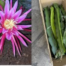 11 Dragon Fruit Cuttings – 8–14” Unrooted Hylocereus Cactus Plants for Growing 11 Dragon Fruit Cuttings – 8–14” Unrooted Hylocereus Cactus Plants for Growing