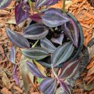 Wandering Dude Purple – Tradescantia zebrina Live Indoor Ornamental Houseplant