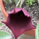 Ceropegia Sandersonii + Stapelia gigantea & leendertziae – Rooted Succulent Combo Pot Ceropegia Sandersonii + Stapelia gigantea & leendertziae – Rooted Succulent Combo Pot