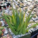 Aloe ciliaris Cutting – Climbing Aloe Succulent Cactus Live Plant for Growing Aloe ciliaris Cutting – Climbing Aloe Succulent Cactus Live Plant for Growing
