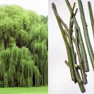 6 Weeping Willow Cuttings – Salix babylonica Live Tree Starts for Garden Planting 6 Weeping Willow Cuttings – Salix babylonica Live Tree Starts for Garden Planting