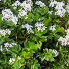 3 Jade Plant Cuttings – Crassula ovata 3–5” Live Succulent Cuttings for Rooting 3 Jade Plant Cuttings – Crassula ovata 3–5” Live Succulent Cuttings for Rooting