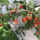 3 Goji Berry Bare Root Plants – Lycium barbarum 4–8” Live Roots Ready to Grow