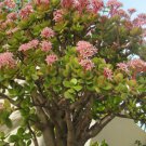 5 Jade Plant Cuttings – Crassula ovata 3–4” Live Succulent Cuttings for Rooting 5 Jade Plant Cuttings – Crassula ovata 3–4” Live Succulent Cuttings for Rooting