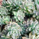 6 Mixed Succulent Cuttings + Bonus – Fresh Variety Pack of Live Plants for Rooting 6 Mixed Succulent Cuttings + Bonus – Fresh Variety Pack of Live Plants for Rooting