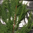 10 Leyland Cypress Tree Cuttings – Fresh Evergreen × Cuprocyparis leylandii for Rooting 10 Leyland Cypress Tree Cuttings – Fresh Evergreen × Cuprocyparis leylandii for Rooting