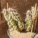 Grusonia clavata Club Cholla – 1 Live Cactus Segment Cutting for Growing Grusonia clavata Club Cholla – 1 Live Cactus Segment Cutting for Growing
