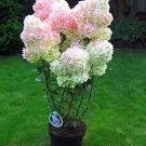 7 Vanilla Strawberry Hydrangea Cuttings – Fresh Unrooted Hydrangea paniculata ‘Renhy’